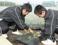常緑キリンソウ袋方式に植物を植える学生