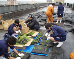 常緑キリンソウ袋方式に常緑キリンソウを植える学生たち